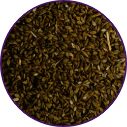 Imagem dos grãos do produto Estilosante Campo Grande